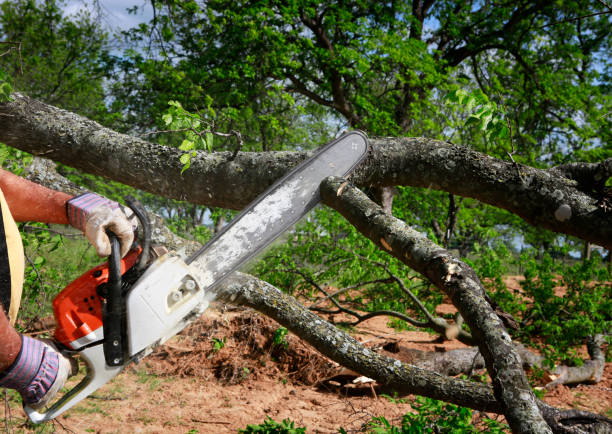 Onancock, VA Tree Care Company